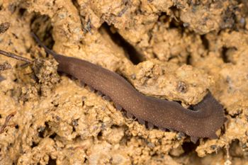 Media type: image;   Invertebrate Zoology 143930